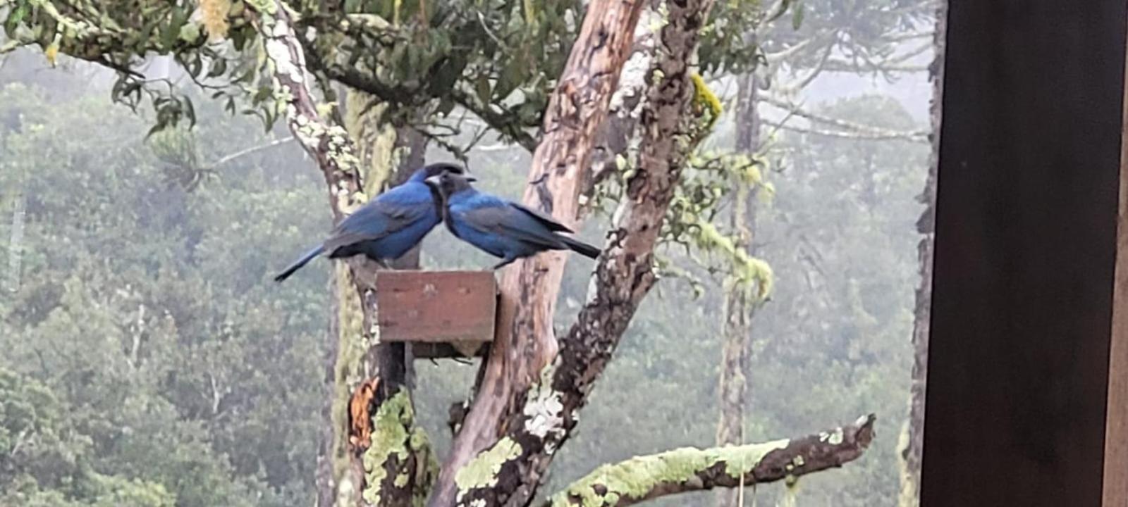 Hospedagem Cabanas Do Lago Urubici Εξωτερικό φωτογραφία