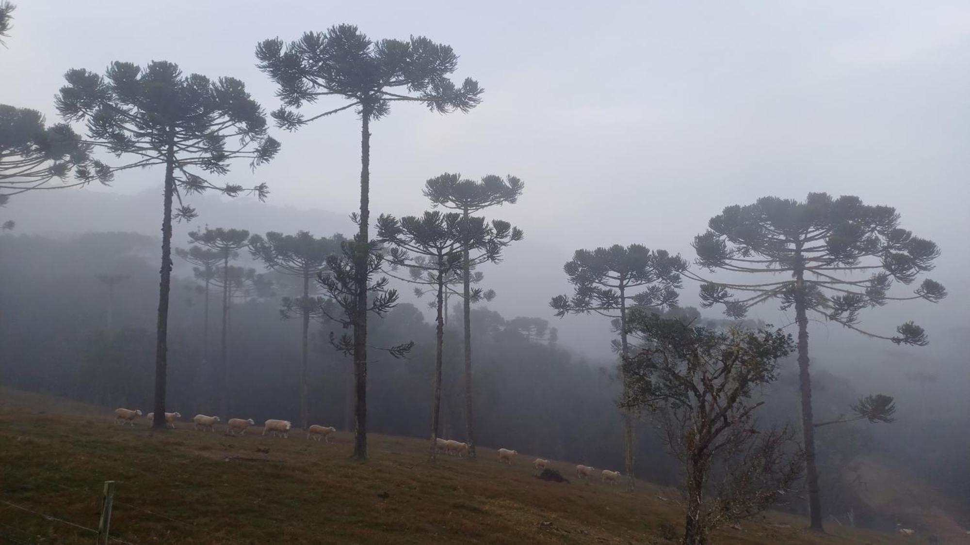 Hospedagem Cabanas Do Lago Urubici Εξωτερικό φωτογραφία